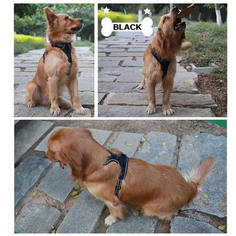 DC Medium/Large Dog Harness - DogCore.com