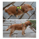 DC Medium/Large Dog Harness - DogCore.com