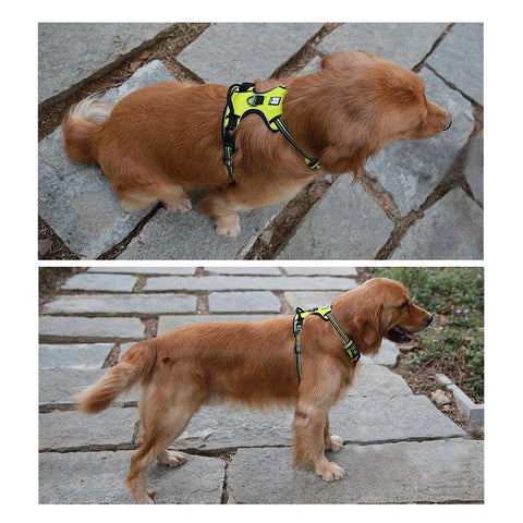 DC Medium/Large Dog Harness - DogCore.com