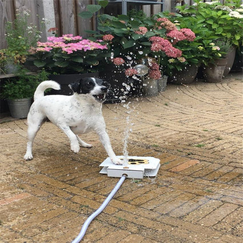 Doggie Water Fountain - DogCore.com