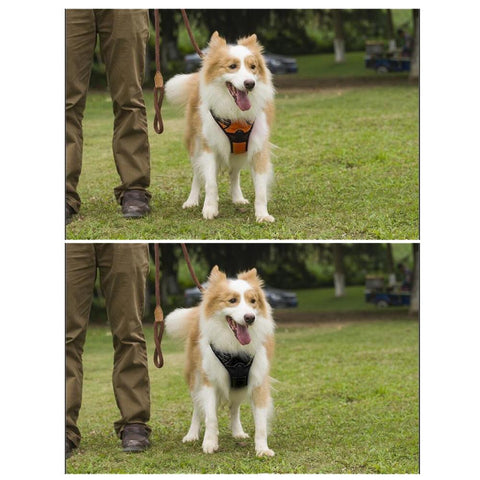DC Medium/Large Dog Harness - DogCore.com